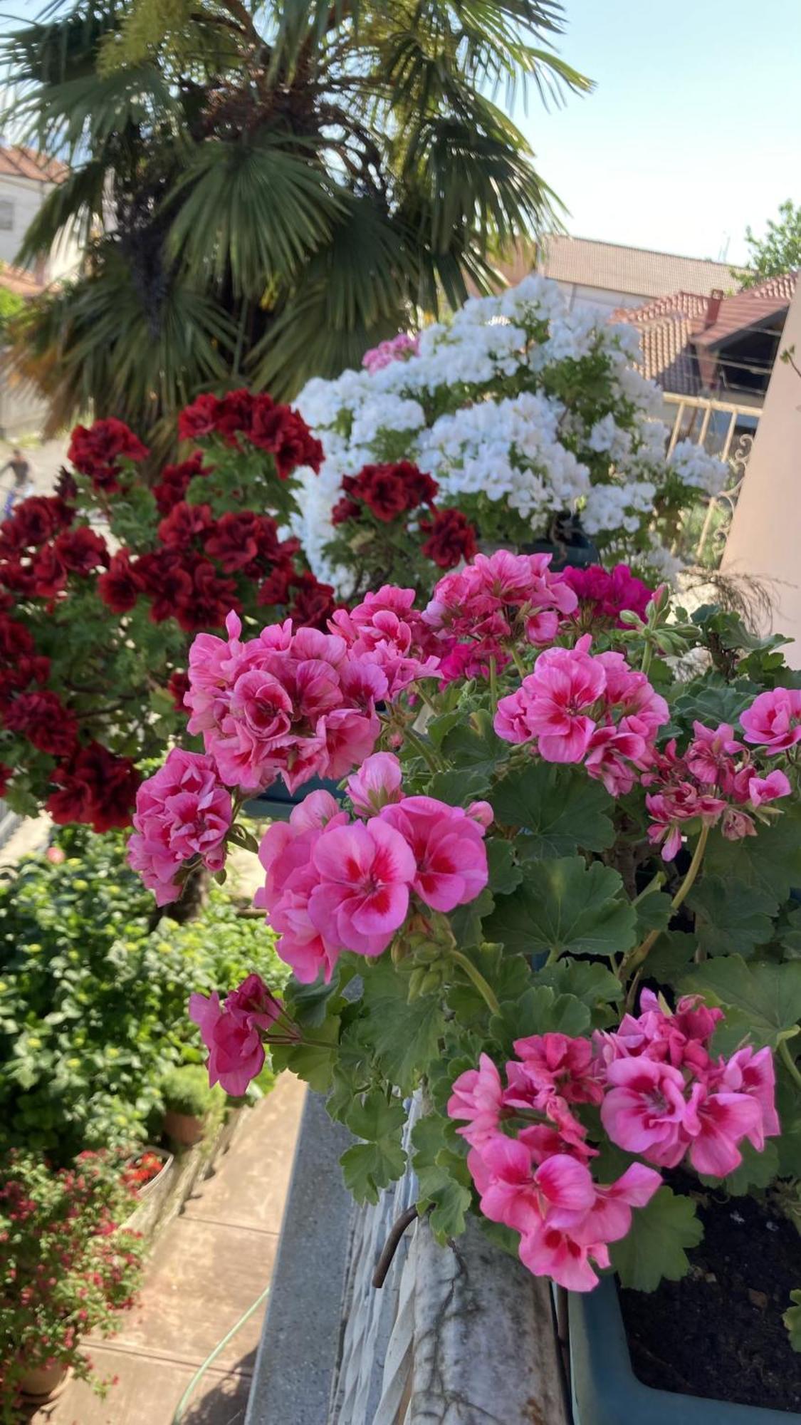 Blissful Hostel Shkoder Luaran gambar